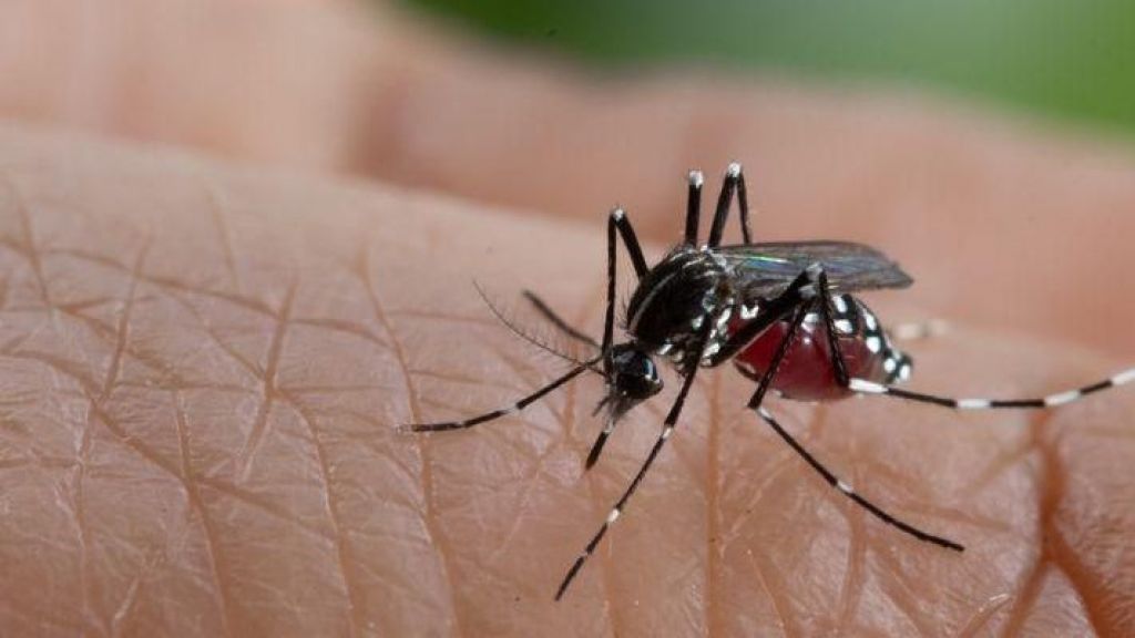 Banyak Berkembang Biak Saat Musim Hujan, Kenali Ciri-ciri Nyamuk Aedes Aegypti Penyebab DBD Moms, Bahaya Banget!