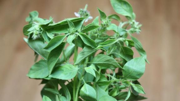 Wah, Daun Kemangi Dapat Mengatasi Jerawat? Ini Dia Segudang Manfaat Daun Kemangi Bagi Kecantikan!
