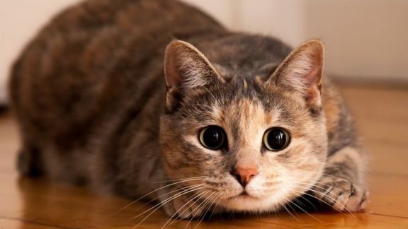 Selamat Hari Kucing Sedunia, Simak Yuk 5 Manfaat Main Sama Kucing, Ternyata Berpengaruh Baik untuk Kesehatan Mental dan Fisik