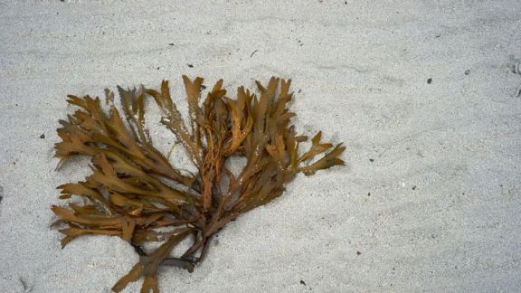 Ternyata.. Begini Lho Cara Bikin Masker Rumput Laut, Ingin Coba?
