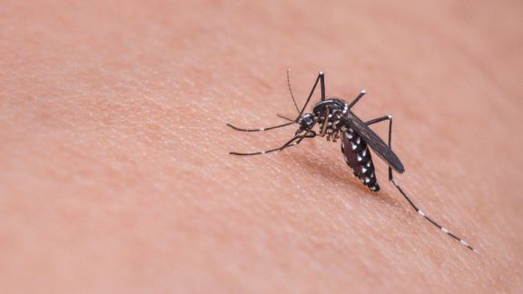 Gak Cuma Karena Golongan Darah, Kenali 6 Penyebab Lain Mudah Digigit Nyamuk