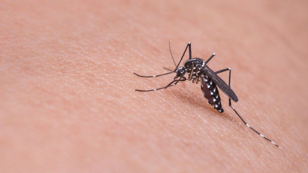 4 Cara Alami Cegah Perkembangbiakan Nyamuk saat Cuaca Tak Menentu, Catat Ya Moms!