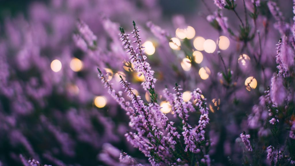 Cocok Buat Kesehatan Mental! Ini Sederet Manfaat Wewangian Lavender Menurut Fragrance Expert Sannia Alatas, Tertarik Mencobanya Beauty!