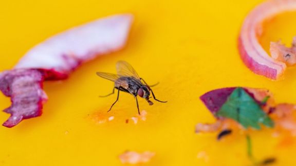 Gak Pake Repot, Ini Cara Usir Lalat yang Ganggu di Rumah