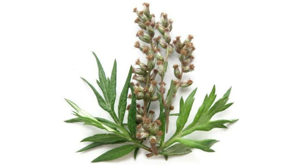 Yuk Kenal Lebih Jauh dengan Mugwort, Bahan Skin Care yang Hits di Sosmed