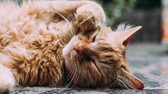 Benarkah Bulu Kucing bisa Sebabkan Kemandulan? Simak Penjelasannya