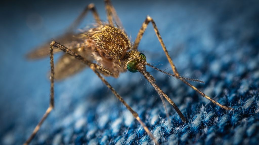 Waspada Moms! Jangan Anggap Sepele, Balita dan Ibu Hamil Berisiko Tingg Terpapar Penyakit dari Nyamuk, Salah satunya Malaria