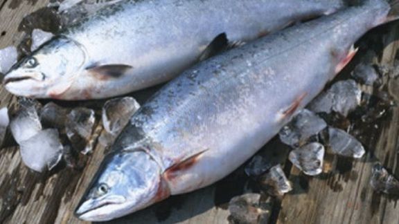 Wajib Santap Jika Ingin Panjang Umur! Ini 5 Ikan yang Bisa Tingkatkan Kesehatan Tubuh dan Kaya Protein, Nomor 5 Murah Banget!