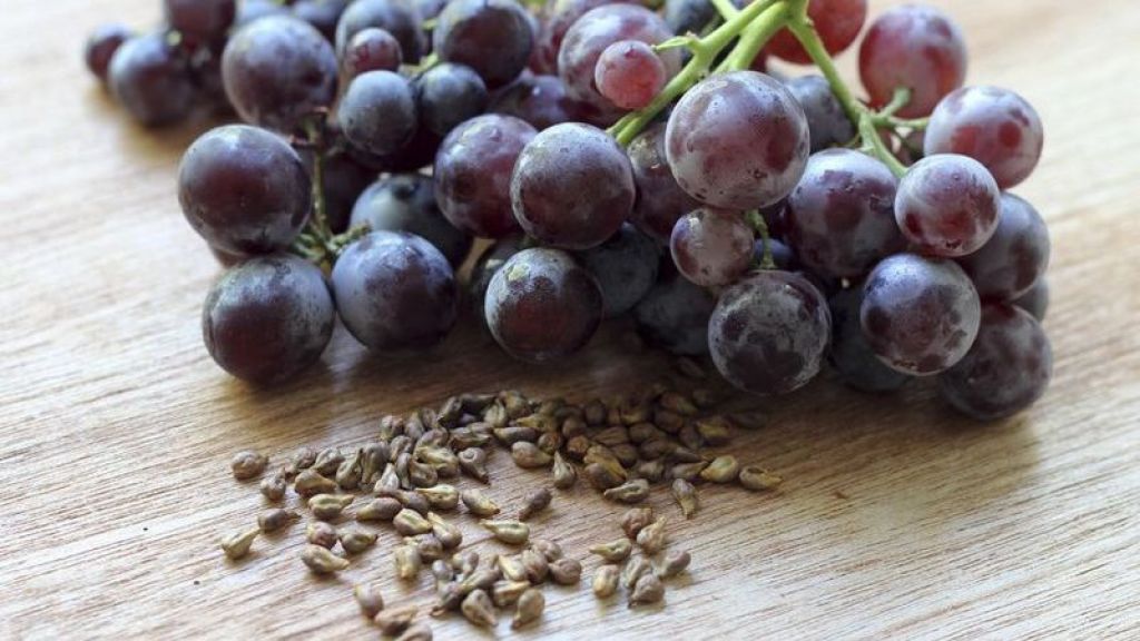 Jangan Dibuang! Khasiat Biji Anggur Luar Biasa Dahsyat Moms, Ampuh Tingkatkan Sistem Kekebalan Tubuh, Begini Cara Mengonsumsinya