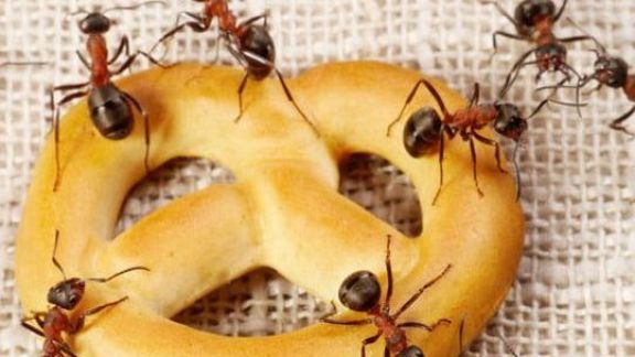 Hempas Semut di Rumah, Ini Cara Bikin Cairan Pembasmi Serangga yang Mudah dan Efektif! Cuss Langsung Eksekusi!