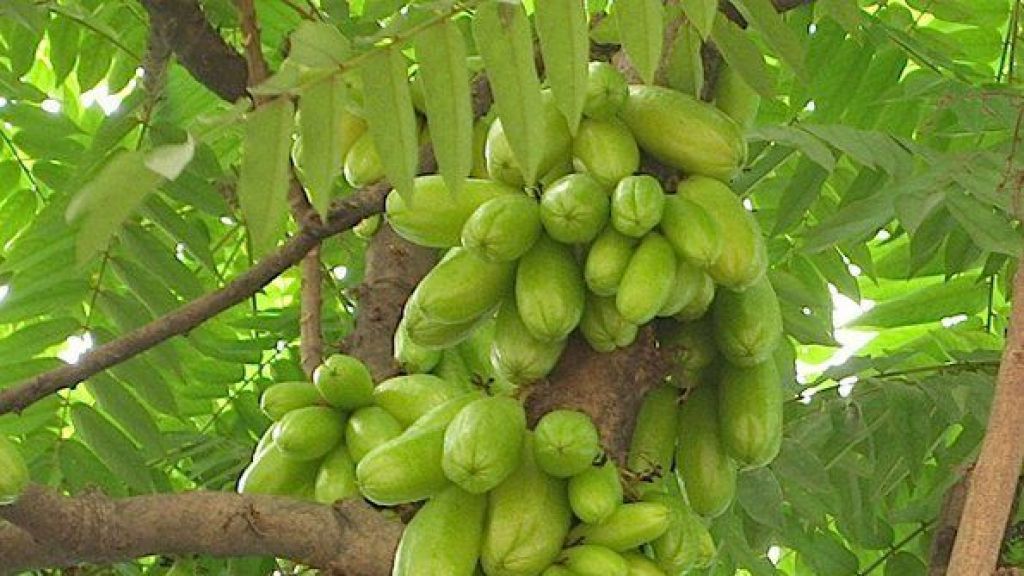 Manfaat Blimbing Wulu Bisa Turunkan Tekanan Darah Tinggi, TopCer!