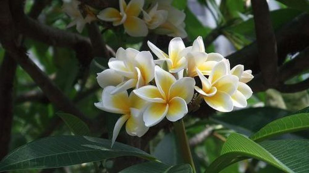 Terkenal Sebagai Bunga Misterius, Ternyata Bunga Kamboja Memiliki Manfaat untuk Kesehatan Lho, Apa Saja?