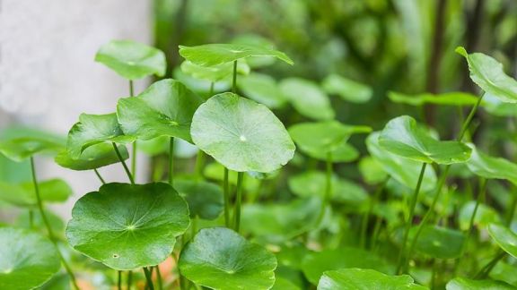Resep Teh Herbal Centella Asiatica, Ampuh untuk Atasi Batuk Berdahak