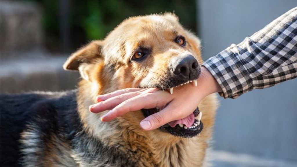 Viral Bocah 9 Tahun Meninggal Gegara Idap Rabies Usai Digigit Anjing, Cari Tahu Penyebab Penyakit Rabies di Sini Moms!