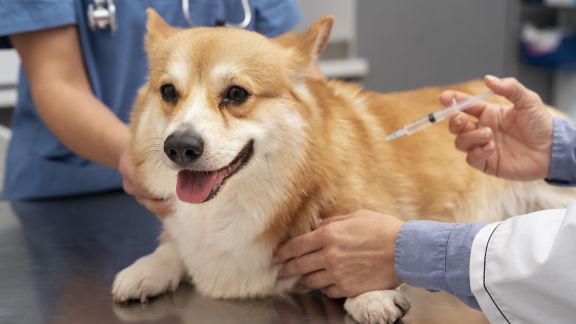 Viral Video Balita Kejang Hingga Meninggal Usai Digigit Anjing, Apakah Manusia Perlu Vaksin Rabies?