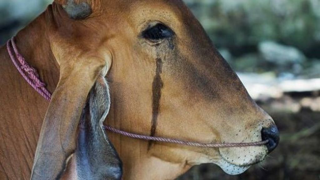 Pakar Ungkap Penyebab Sapi dan Kambing Meneteskan Air Mata saat Iduladha, Benar-benar Menangis Gak Sih?