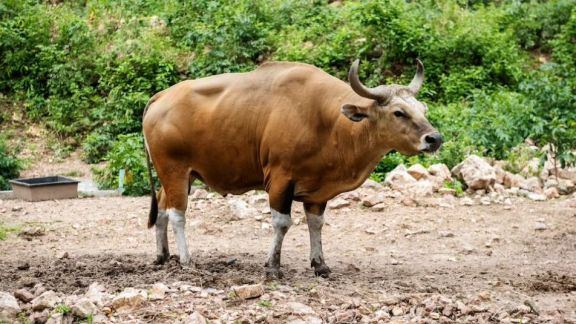 Kasusnya Muncul di Gunung Kidul, Inilah 3 Jenis Anthrax yang Bisa Menyerang Manusia Lewat Hewan Ternak