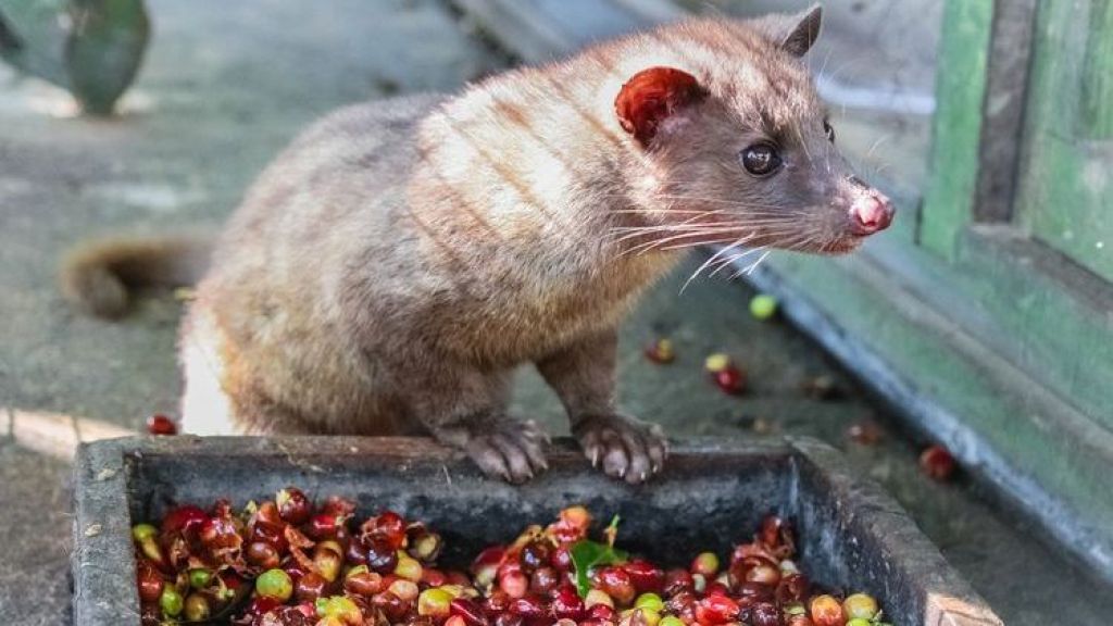 Ada Kopi Luwak Asli Indonesia, Ini Daftar 10 Makanan Termahal di Dunia, Ada yang Pernah Kamu Cobain Gak Beauty?