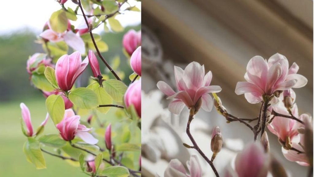 Kandungan Magnolia dalam Skincare Aman untuk Bumil, Intip Yuk Kegunaanya untuk Kulit , Benarkah Bikin Sehat dan Cerah?